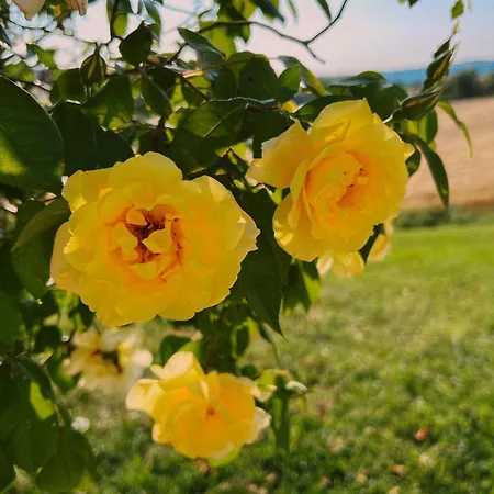 Casale Milleluci - *